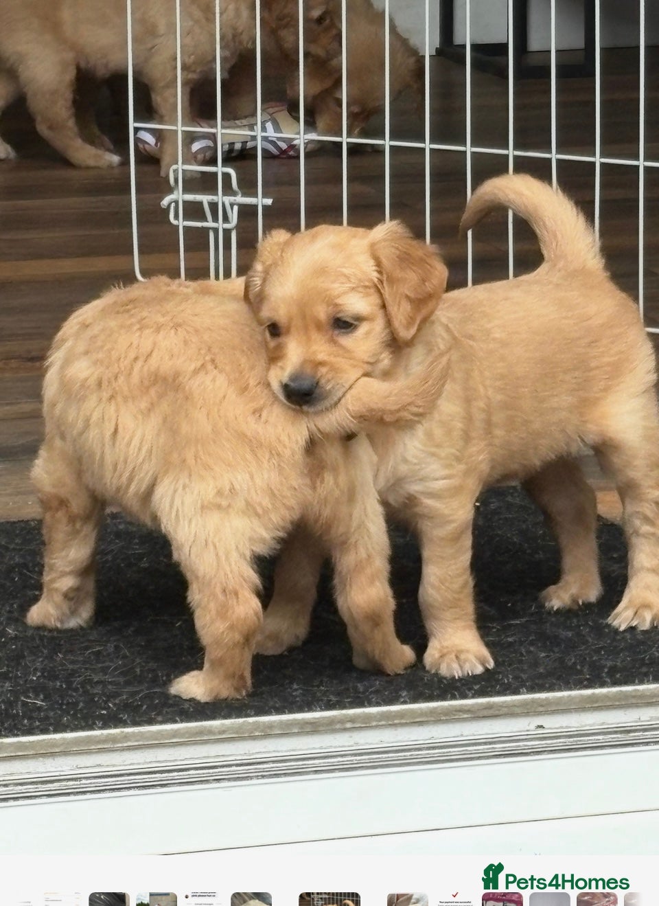 Golden Retriever dogs KC registered golden retrievers - Advert 2