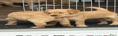 Golden Retriever 1