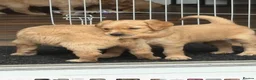 Golden Retriever dogs for sale: KC registered golden retrievers - Advert 2