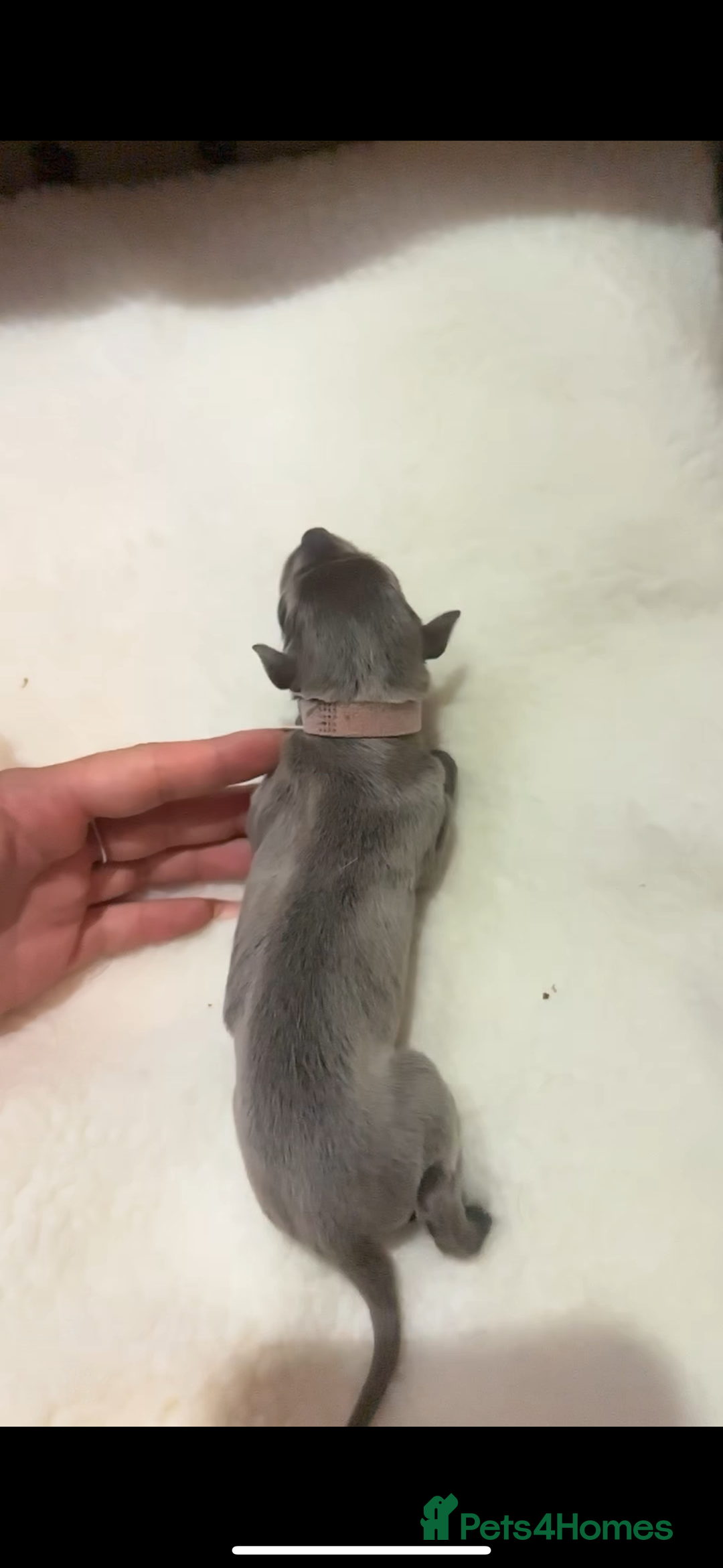 Whippet dogs for sale: Pedigree Purebred Blue and Two Toned Whippets - Image 10