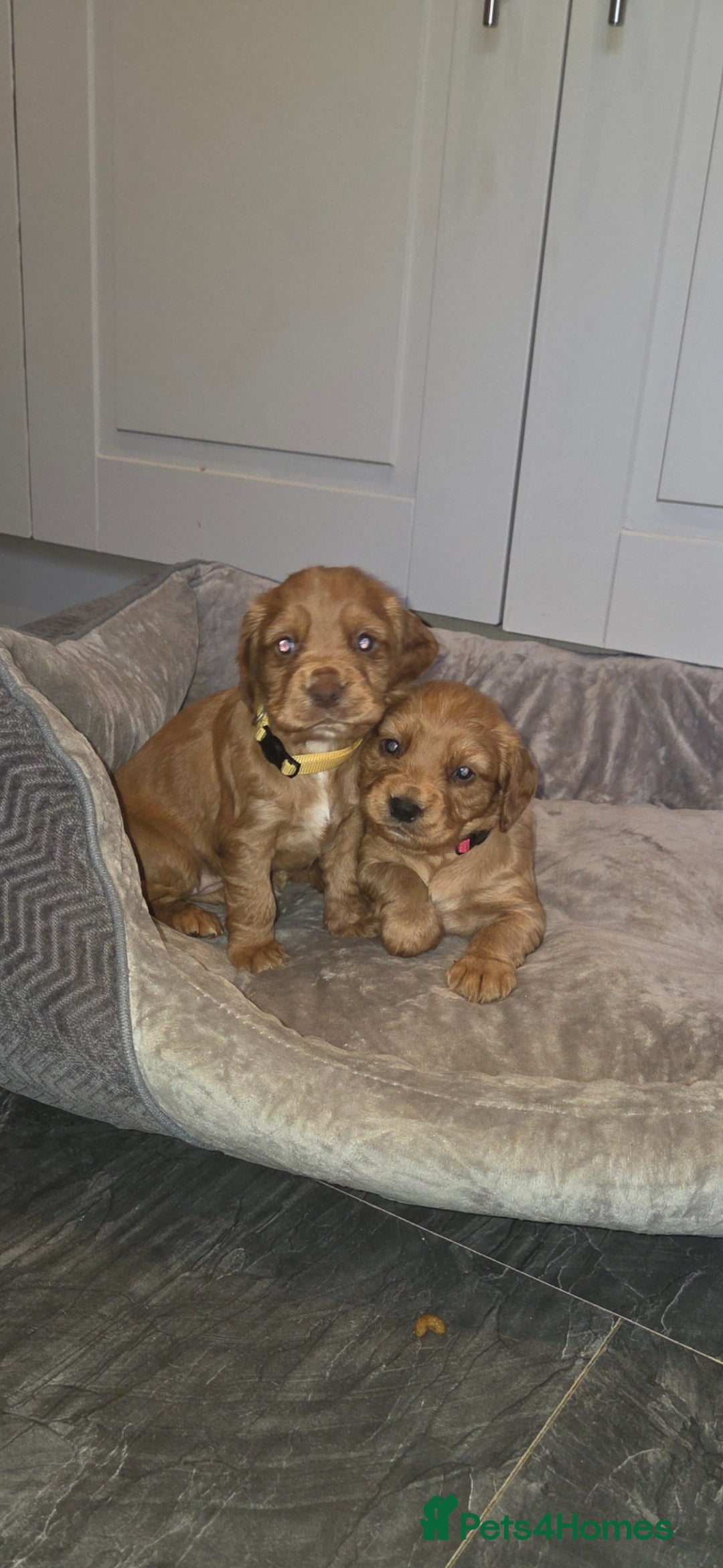 Cocker Spaniel dogs for sale: Beautiful cocker spaniel pups  - Advert 1