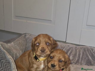 Cocker Spaniel dogs Beautiful cocker spaniel pups - Advert 11