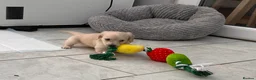 Dachshund dogs for sale: Kc Stunning Miniature Dachshunds  - Advert 22