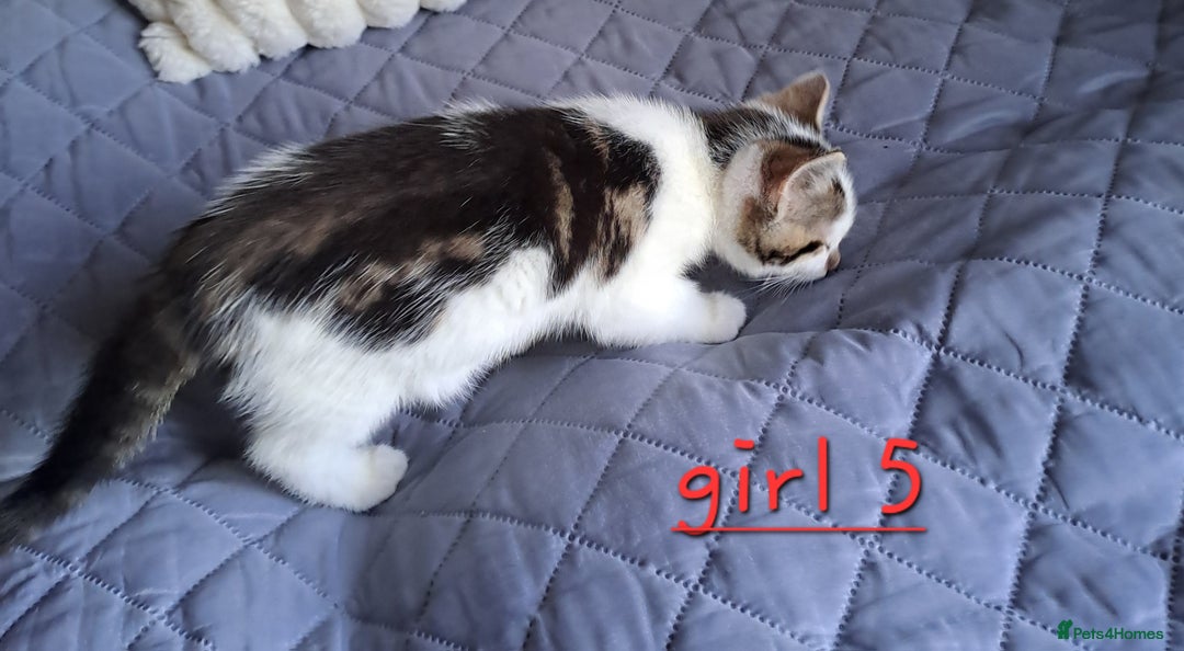 Domestic Shorthair cats for sale: 3 gorgeous kittens for sale - Advert 37