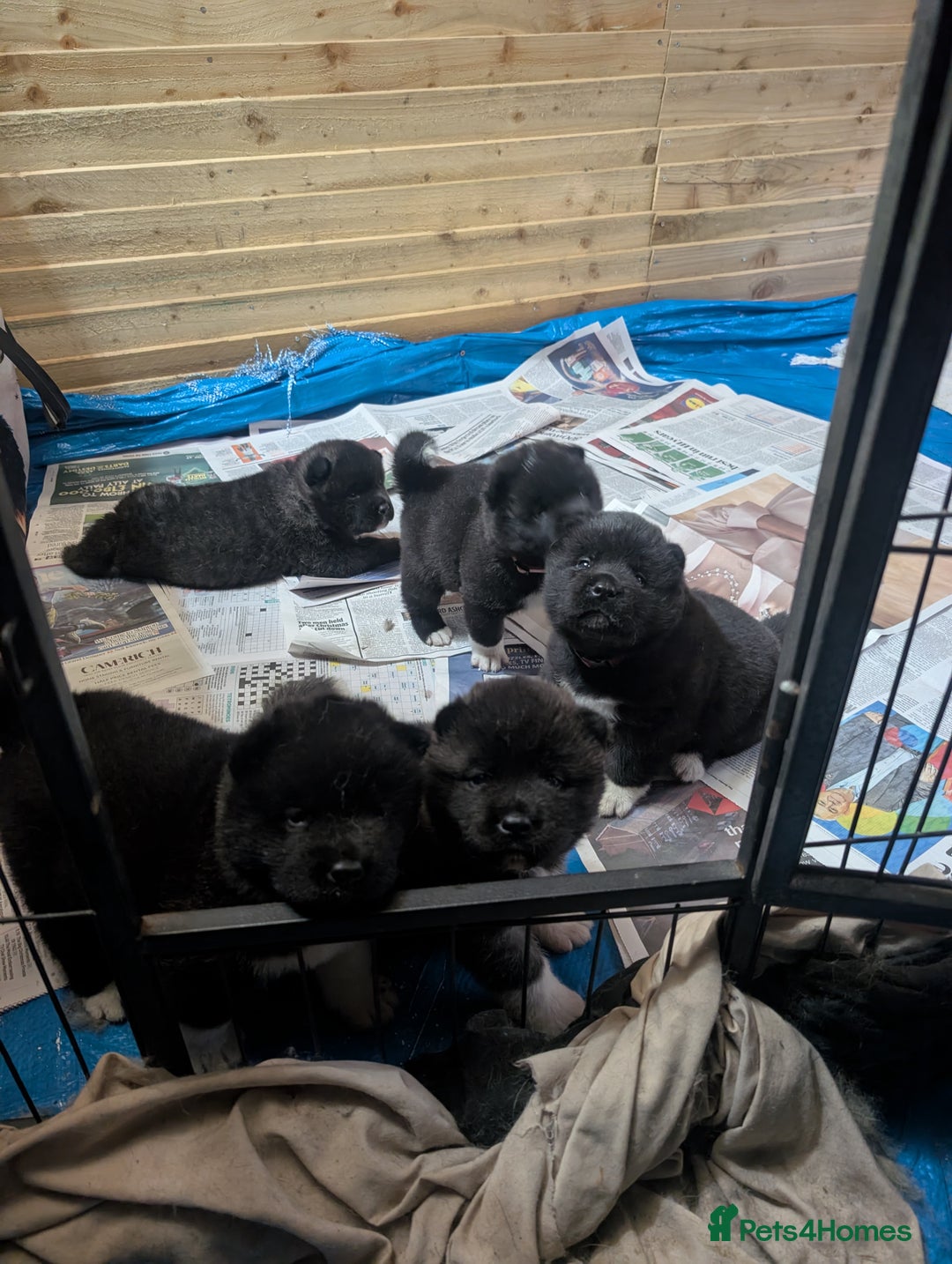 Akita dogs for sale: European Champions Bloodline American Akita's  - Advert 15