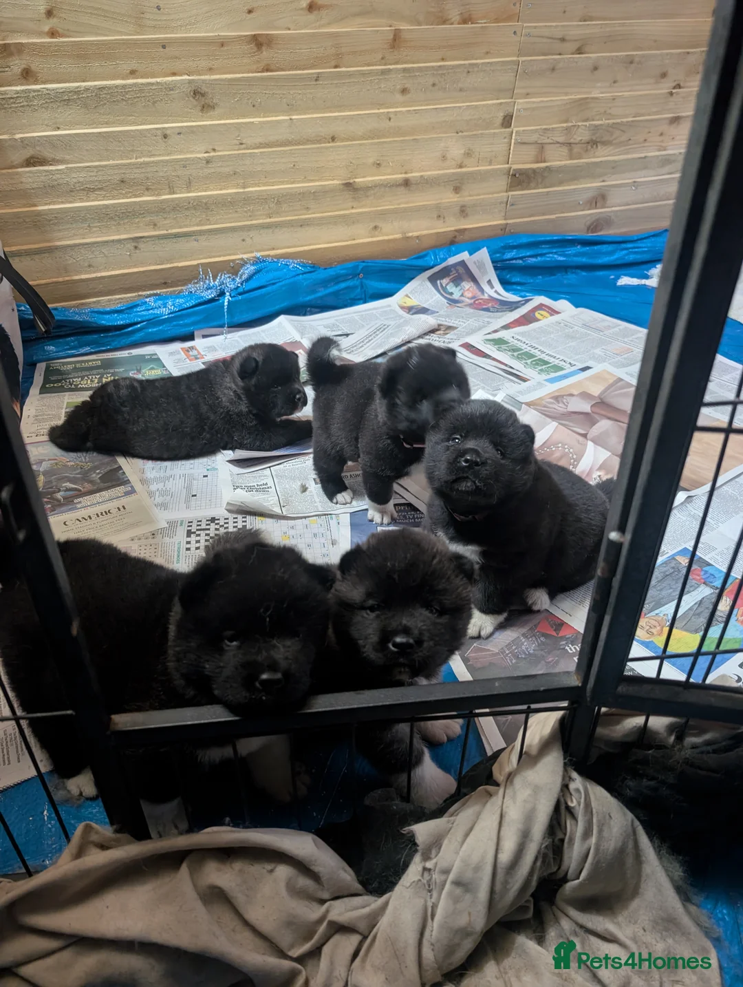 Akita dogs for sale: European Champions Bloodline American Akita's  - Advert 13