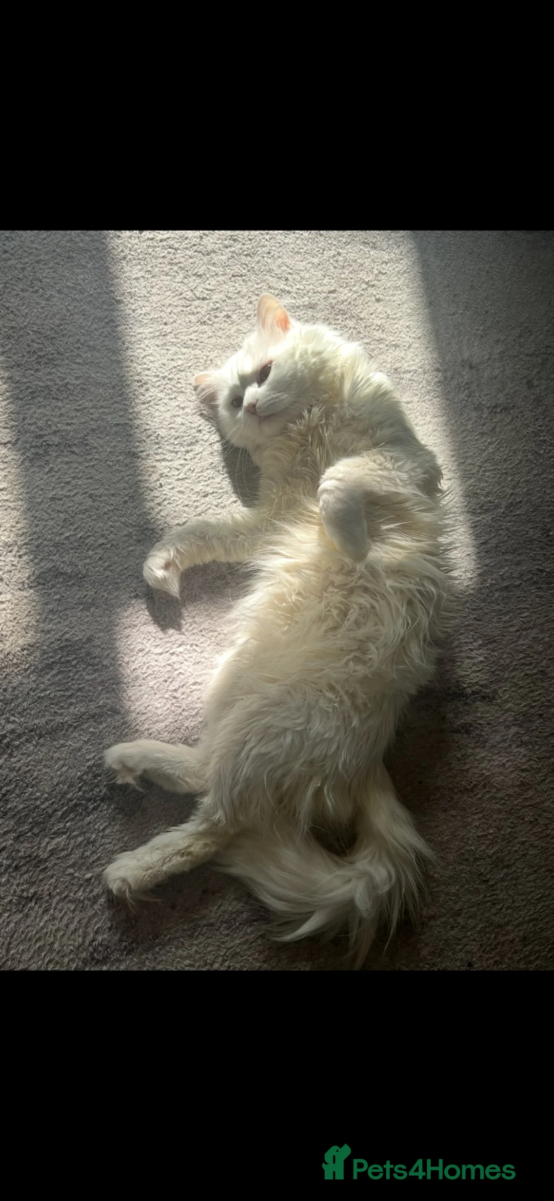 Siberian cats for sale: 5 year old hypoallergenic Pure Russian Siberian in London - Advert 3