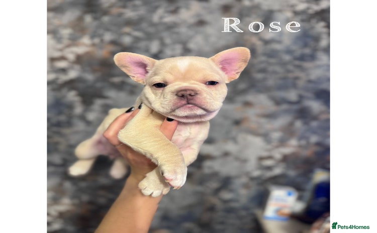 French Bulldog dogs 4 Gorgeous KC registered French Bulldogs  - Advert 2