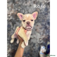 French Bulldog dogs - Advert 6