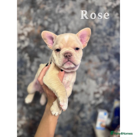 French Bulldog dogs 4 Gorgeous KC registered French Bulldogs - Advert 2