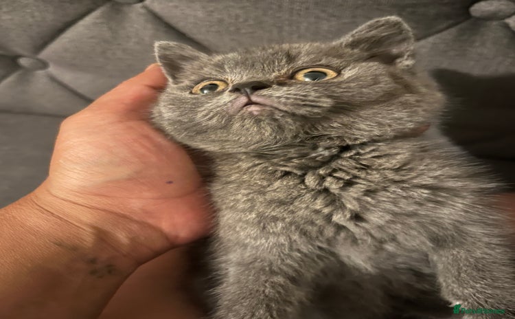 British Shorthair cats - Advert 3