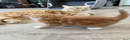 Mixed Breed cats for sale: 4 Ginger Male Kittens from 7th of September  in London - Advert 27