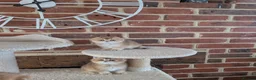 Scottish Fold cats for sale: ⭐Tica register kittens girls ⭐ - Advert 2