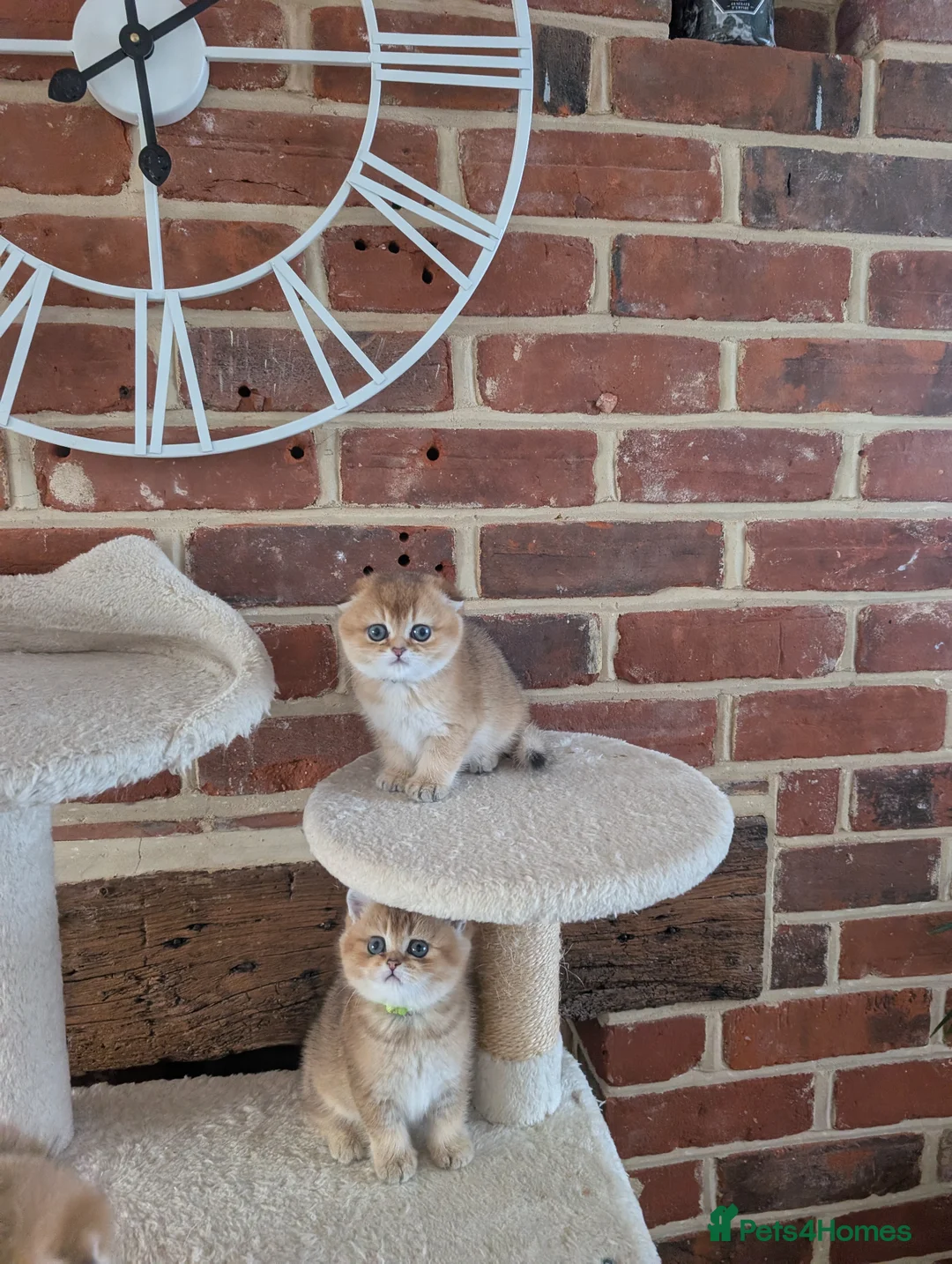 Scottish Fold cats for sale: ⭐Tica register kittens girls ⭐ - Advert 2