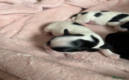 Mixed Breed dogs for sale: Chihuahua x Cocker Spaniel Puppies. 3 Boys/2 Girl - Image 7