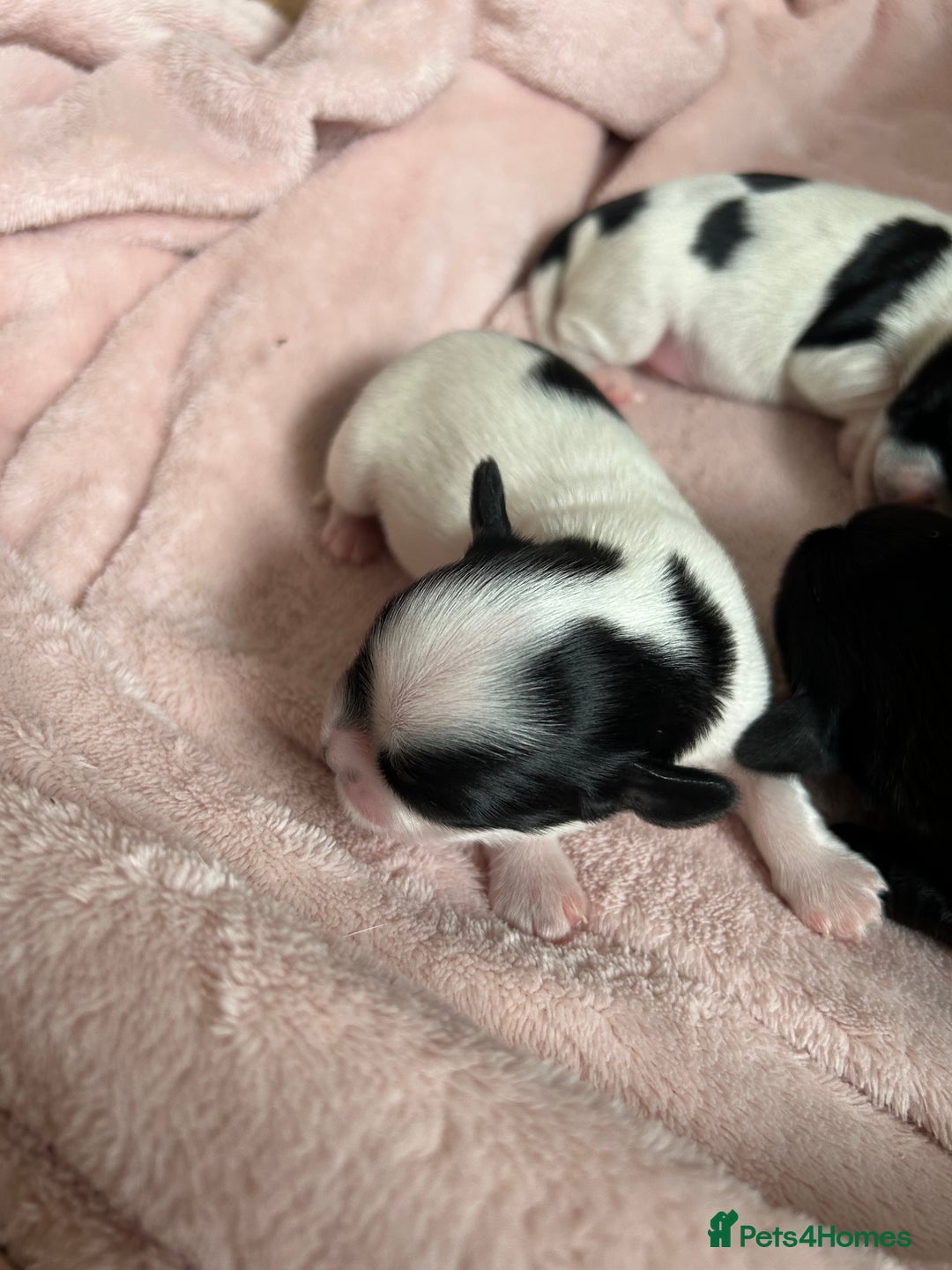 Mixed Breed dogs for sale: Chihuahua x Cocker Spaniel Puppies. 3 Boys/2 Girl - Image 7