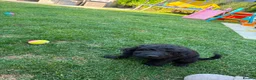 Cockapoo dogs for sale: Cockapoo puppies for sale 2 left  - Advert 9
