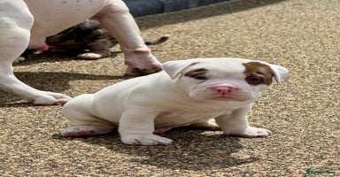 Olde English Bulldogge dogs - Advert 1