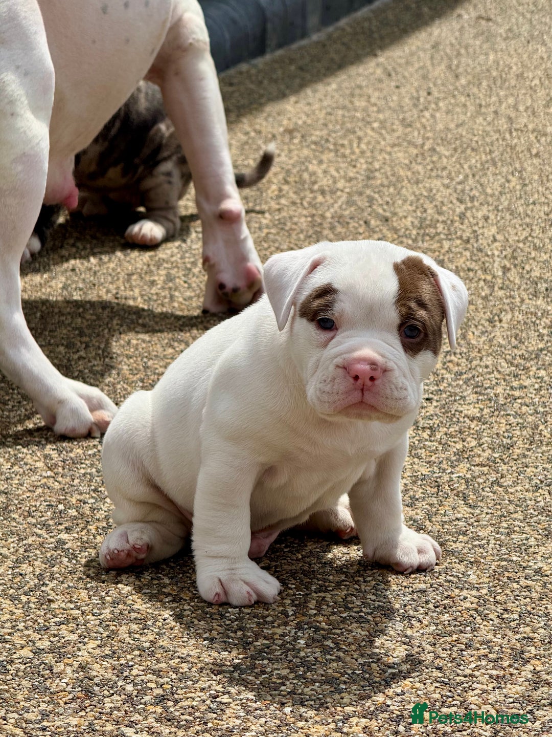 Olde English Bulldogge dogs for sale: Olde English Bulldogge puppies - Image 2