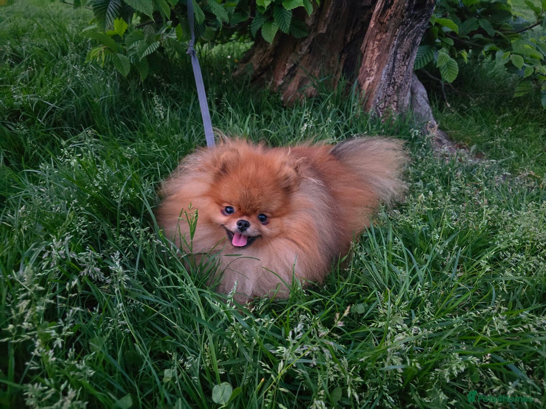 Pomeranian dogs for sale: 💜Lavender lilac chocolate merle exceptional poms - Advert 3