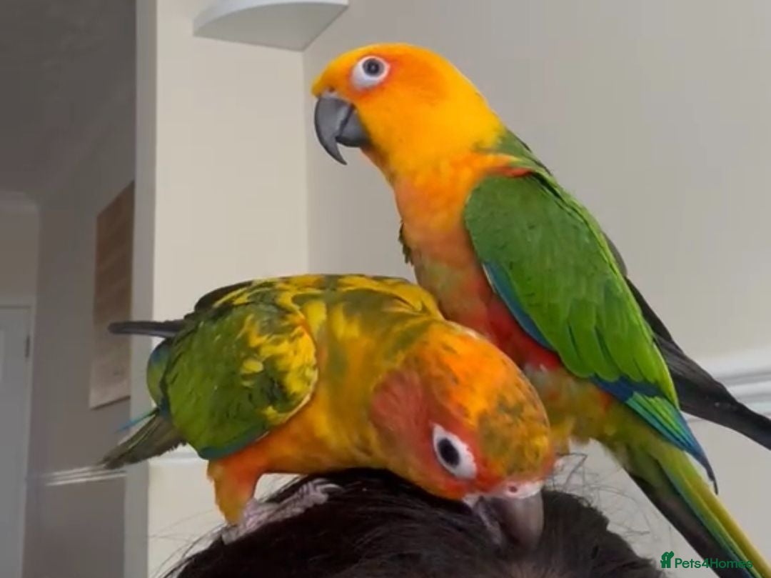 Conures birds Sun and Jenday Conures for sale - Advert 2