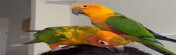 Conures birds for sale: Sun and Jenday Conures for sale in Bedford - Advert 1