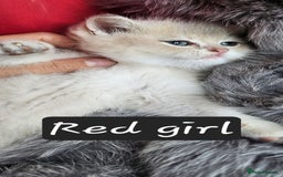 British Shorthair cats for sale: BSH GOLDEN KITTENS - Advert 16