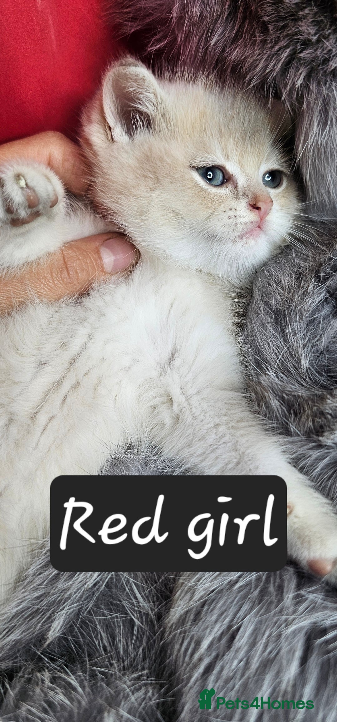 British Shorthair cats for sale: BSH GOLDEN KITTENS - Advert 16