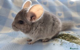 Chinchilla rodents for sale: Young adult and baby chinchillas RPA/RPAC - Image 1