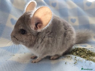 Chinchilla rodents - Advert 6