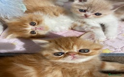 Exotic cats for sale: Exotic pedigree kittens  - Image 5