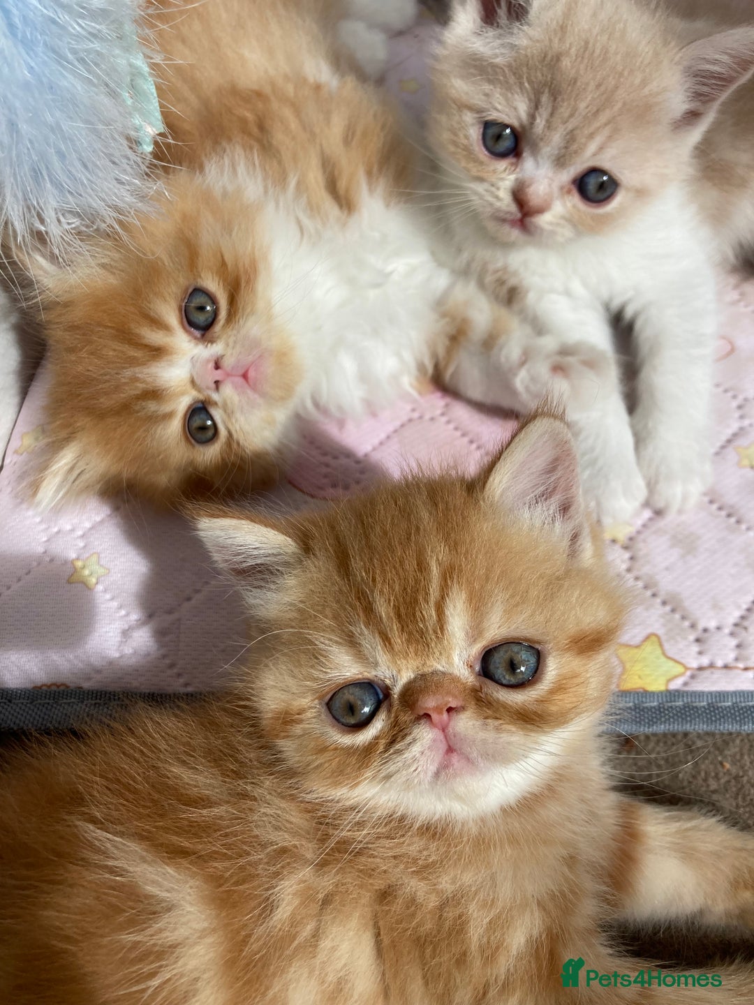 Exotic cats for sale: Exotic pedigree kittens  - Image 5