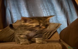 Domestic Shorthair cats for sale: Kitten for sale  - Image 6