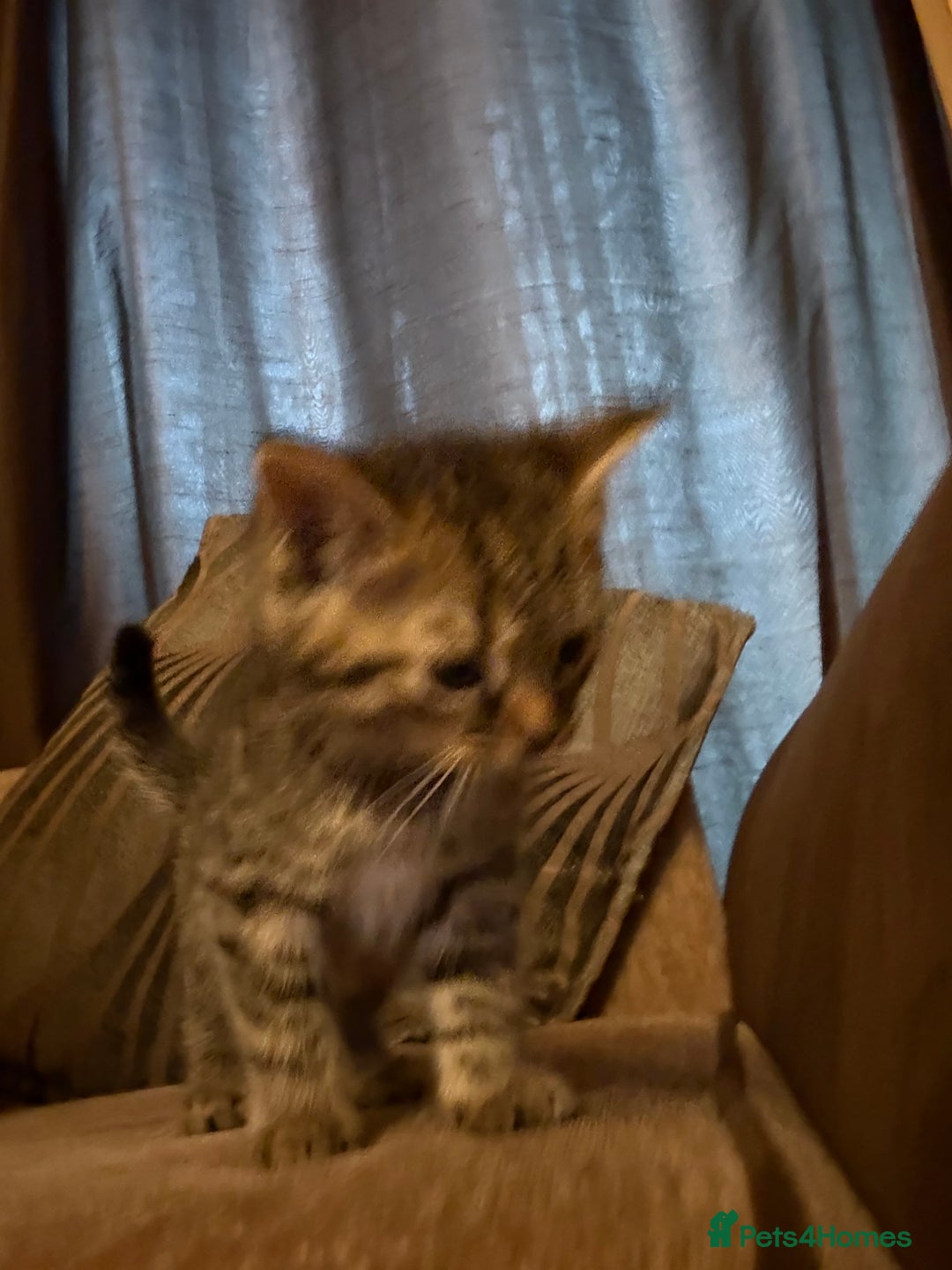 Domestic Shorthair cats for sale: Kitten for sale  - Image 6