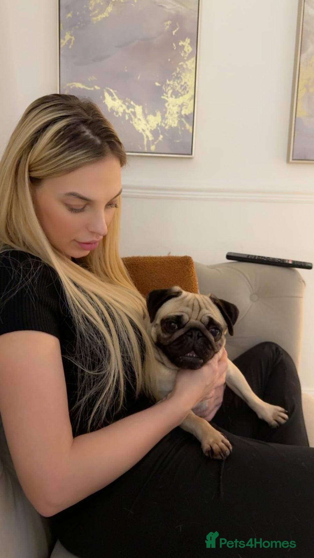 Pug dogs for sale: Girl ready now  - Image 1