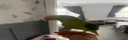 Parrots birds for sale: Alexandrine Parrot. Ring neck.  - Advert 1