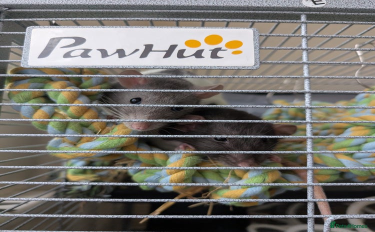 Rat rodents - Advert 2