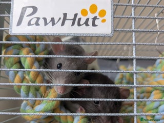 Rat rodents - Advert 36