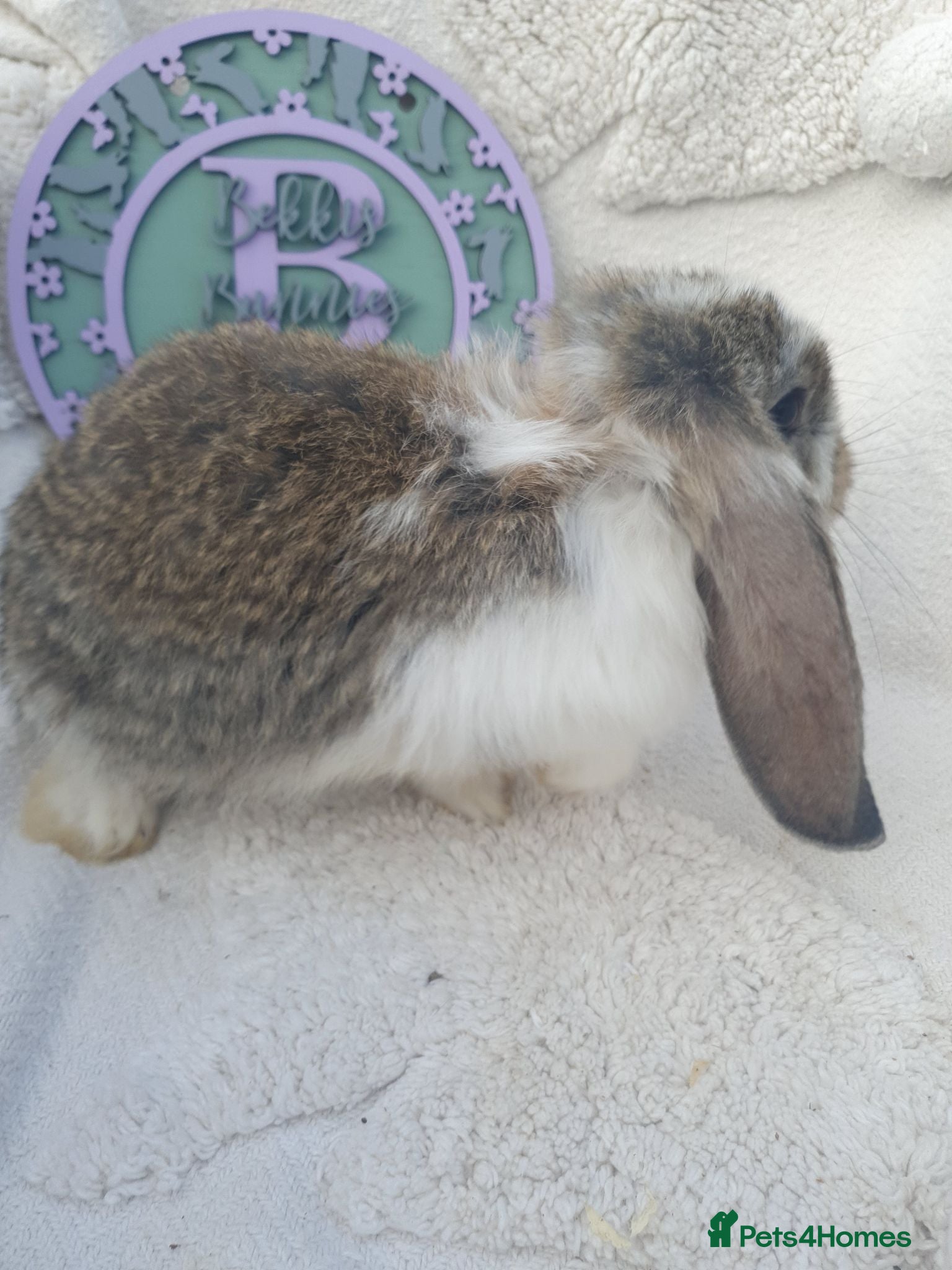 French Lop rabbits Giant French Lop Babies - Advert 1