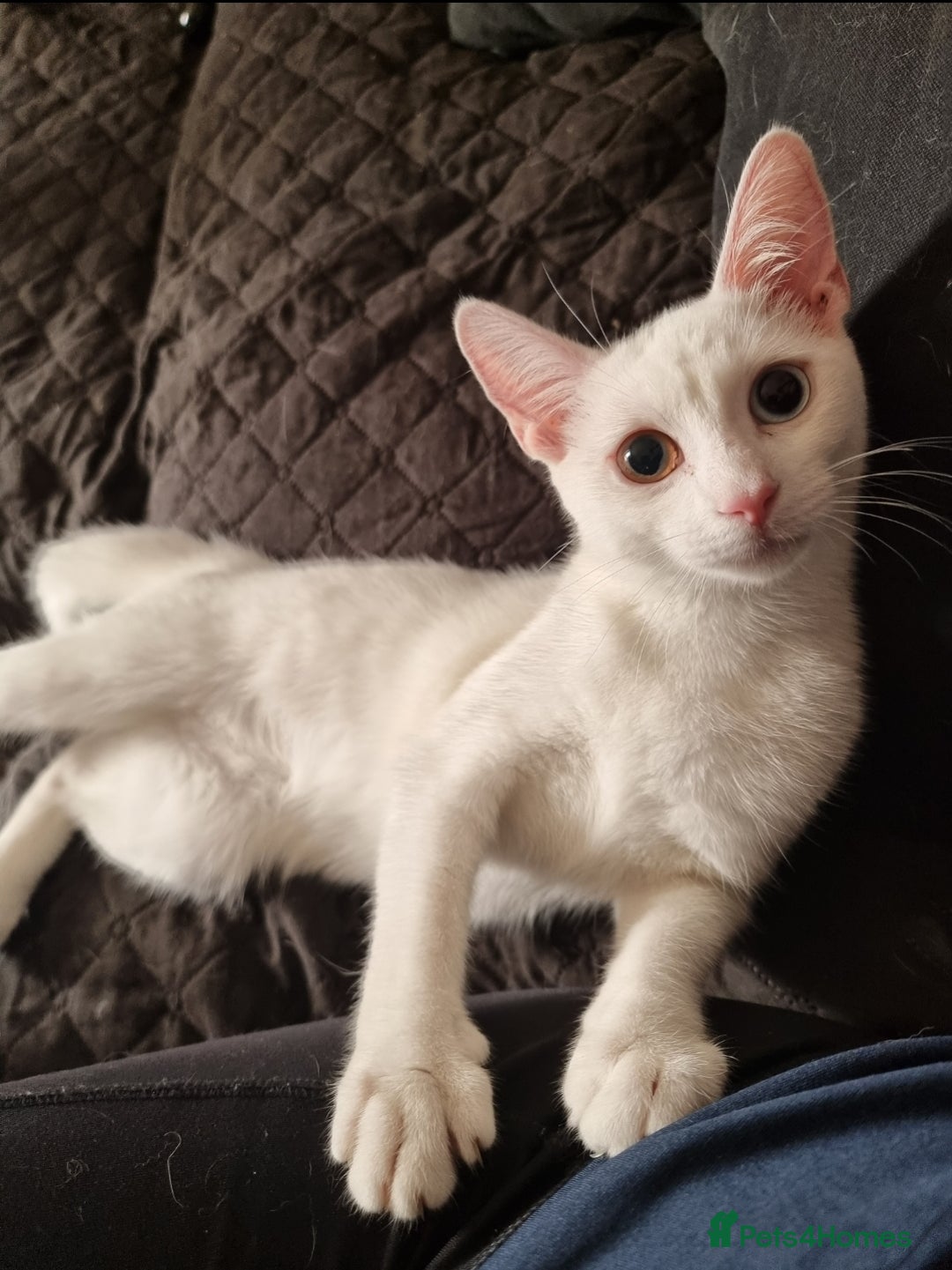 Mixed Breed cats for sale: White female cat looking for a home - Image 2