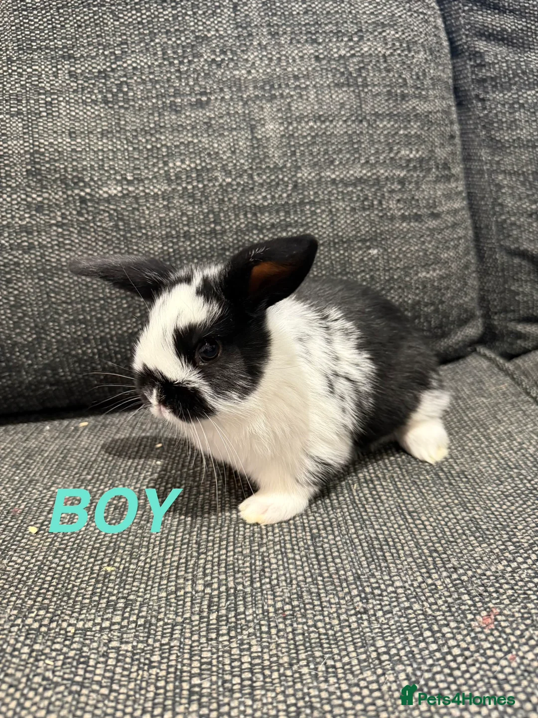 Mini Lop rabbits for sale: Adorable Mini Lops  - Advert 2