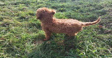 Cockapoo dogs - Advert 12