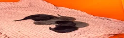 American Shorthair cats for sale: Cute black and grey kittens  in Northampton - Advert 22