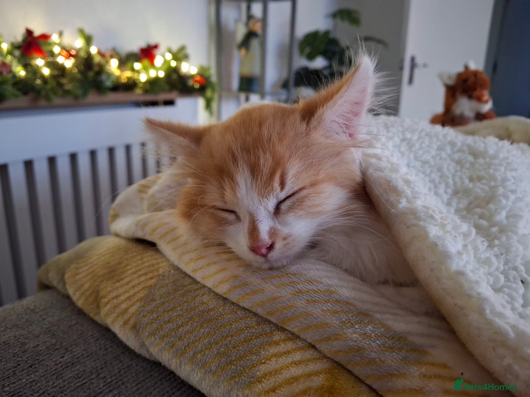 Maine Coon cats for sale: Beautiful Part Maine Coon/Ragdoll Long Haired Male - Advert 12