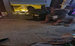 French Bulldog dogs for sale: 2 male frenchies  - Image 7