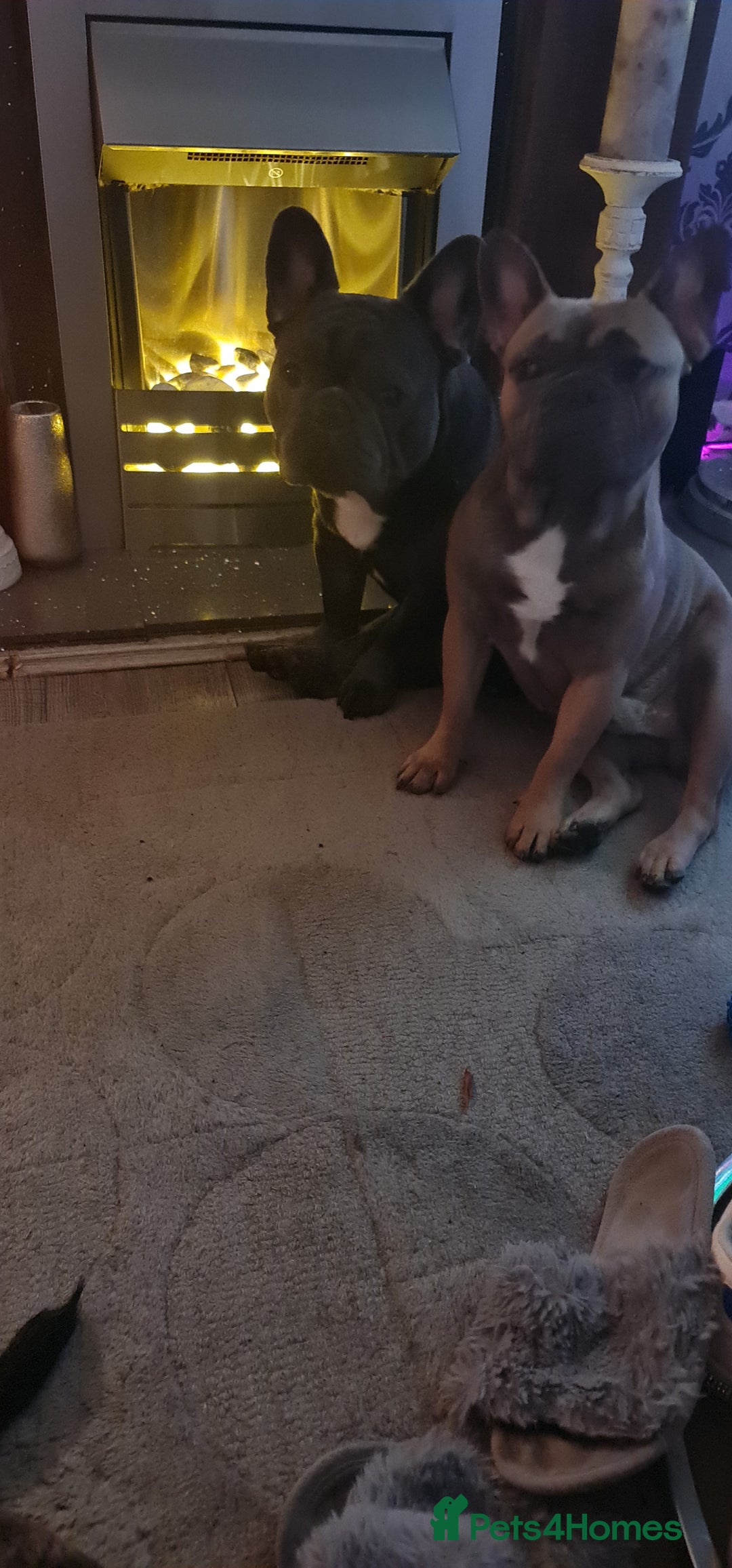 French Bulldog dogs for sale: 2 male frenchies  - Image 7