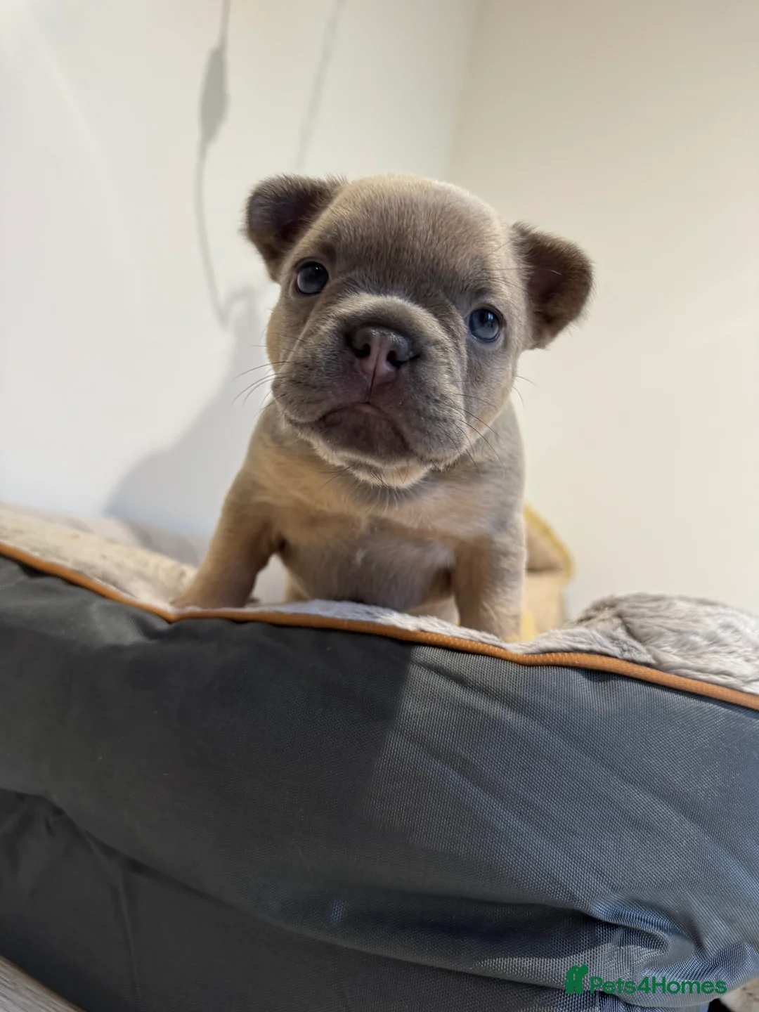 French Bulldog dogs for sale: platinum and Isabella blue fawn French bulldog  - Advert 14
