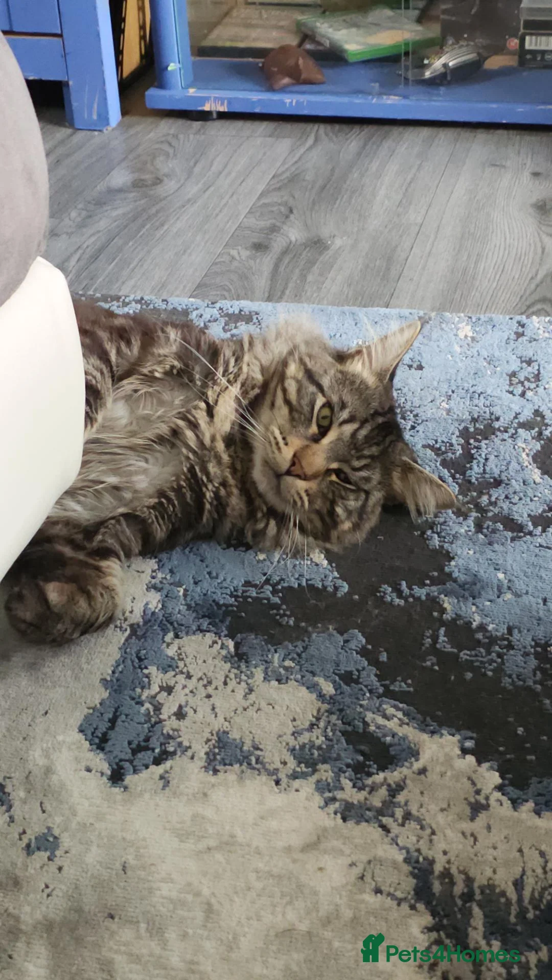 Maine Coon cats for stud: Niklouse  in Mold - Advert 2