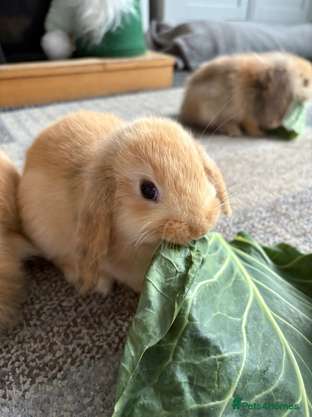 Mini Lion Lop rabbits for sale: Mini lion lop babies  - Image 15