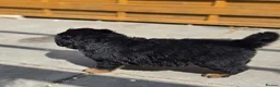 Rottweiler dogs for sale: Long haired Rottweilers  - Advert 9